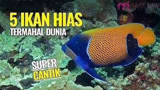 TOP 5 IKAN HIAS TERMAHAL DI DUNIA! || Golden Basslet, Bladefin Basslet, Peppermint Angelfish