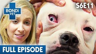 Bulldog's Mysterious Inflamed Eye  | Bondi Vet Season 6 Ep11 | Bondi Vet Full Episodes | Bondi Vet