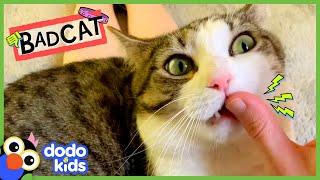 This VERY Bad Cat Is About To Get A BIG Surprise... | Dodo Kids | Bad Boys And Girls