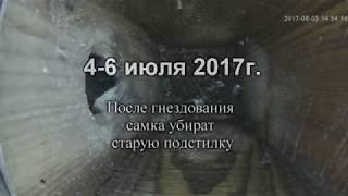 Уборка скворечника после гнездования 2017г.