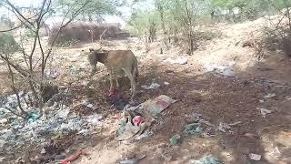 Donkey mating || Donkey Breeding || #donkey #animalsmating #animalsbreeding #donkeymating