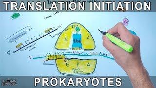 Translation Initiation in Prokaryotes