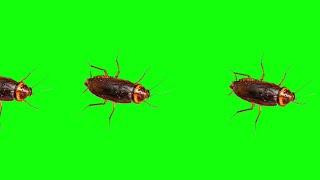 Cockroach On Green Screen Animation effects HD video