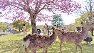 Walking around Todaiji Temple and Nara Park｜Nara Japan｜4K-ASMR