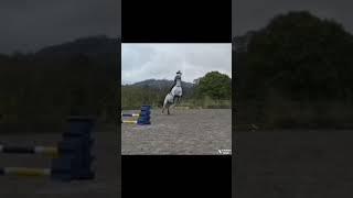 Enjoy this edit! ️ #horse #harlow #equestrian #popcorn #dandy #bear #edit