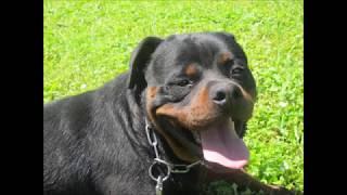 Ari | dogguardteam