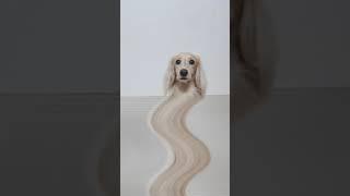 Snake or Dog / Dachshund Malrang