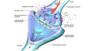 Autonomic nervous system Introduction