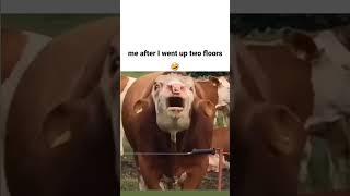 ME AND STAIR  #funnyvideo#funny#cow #laugh#stairs#new#video#videos#videofunny