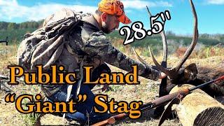 My First Sambar Stag II How to Cape for a Shoulder Mount II Hunting Australia 2024