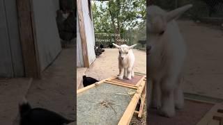 The cutest twin baby goats.  #babygoats #cuteanimals #farm #twins #farmlife #homestead