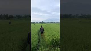 Ada sawah sebagus ini di tengah Kota Malang, ada yang tau ini malang sebelah mana? #shorts