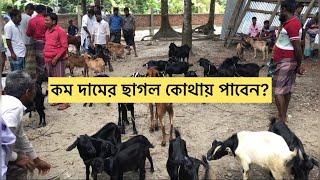 কম দামে ছাগল | গ্রামের হাট | Ar Razzaq Agro