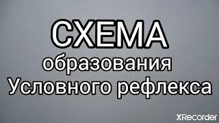 Учебное видео 008. Схема образования условного рефлекса у собаки. Теория дрессировки.