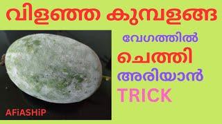 കുമ്പളങ്ങ | ASH GOURD | ചെത്താൻ | എളുപ്പവഴി | KITCHEN TRICK