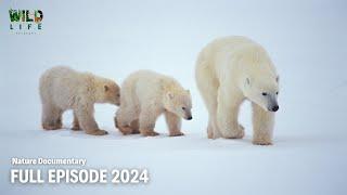 Adaptation, Wild Winter | Full episode | Nature documentary