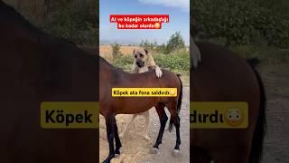 AT VE KANGAL ARKADAŞ OLALIM DERKEN BİANDA ORTALIK KARIŞTI! #shorts #dog #short