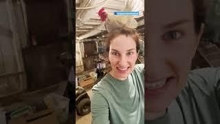 This Rooster Loves To Fly Onto His Parent's Heads! | The Dodo
