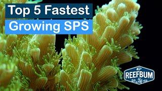 Top 5 Fastest Growing SPS Corals