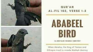 I Love Makkah Ababeel bird️️Mashaallah must watch and #subscribe #follow #views