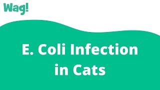 E. Coli Infection in Cats | Wag!