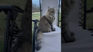 Cute Siberian cat Masha Сибирская кошка Маша