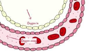 Alveoli: Gas Exchange