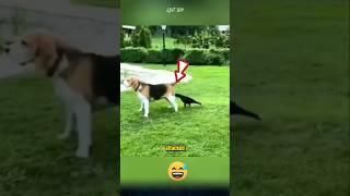 The humorous plan of the dog. #dog #dogfunny #animals