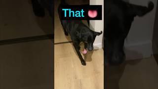 Shake that tongue #dogvideo