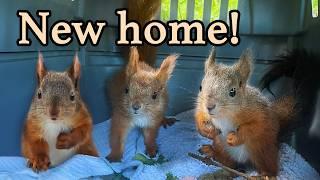 Baby Squirrels are too big for their box - it’s time for a new home!