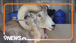 81-year-old gets prison time for cloning giant sheep and breeding it