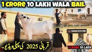 1 Crore 10 lakh wala Fatehjangi Bail - Qurbani 2025 ke pahli update - Farrukh Cattle Farm 2025