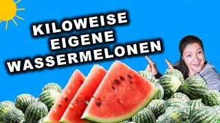 Wassermelonen Deutschland Anbauen - Wassermelone im Freiland - Anbauen wie die Profis in Asien