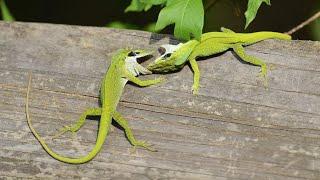 An Epic Lizard (Anoles) Fight!!