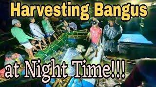 Milkfish Culture in Sea Cages | Harvesting Bangus | Hinoba-an, Negros Occidental Philippines