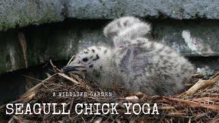 Seagull Yoga