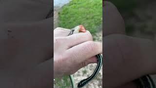 Ribbon snake and skink #reptiles #lizard #herping #snake #kingsnake #venomous #louisiana #swamp