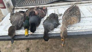 Texas Duck hunting before the cold front | mallards | gadwall (finally) | coots