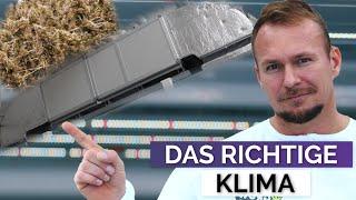 Cannabis Homegrow Klima, How to grow