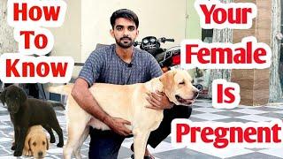 Sign to know your female is pregnent @Sikri.kennel #lab #labradorlove #dog #beauty #trending #india