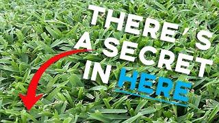 The SECRET To Green St. Augustine Grass