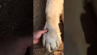 Central Asian Shepherd Paw Size