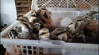 Menjelang idul adha bongkar burung cendet loloan - ciblek - jalak - srigunting - DLL