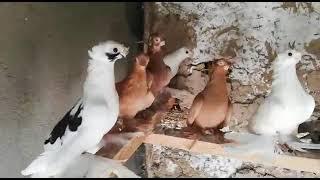 Двухчубые бойные Голуби Кептерлер Pigeons Каптар Кептер