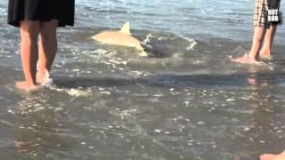 Boy Catches Shark Next to Garden City Pier - Myrtle Beach, SC