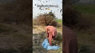 Hunting for birds egg 🪺 #hunting #birds #eggs #farming #hunter