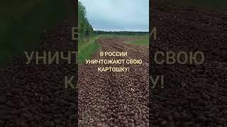 В России уничтожают тонны нормального картофеля, пока цена на неё продолжает рости #новости #россия