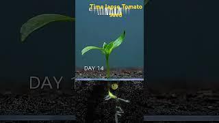 Time lapse of a tomato seed #nature #meditation #relaxation #forest #rain #calm #viralshorts #viral