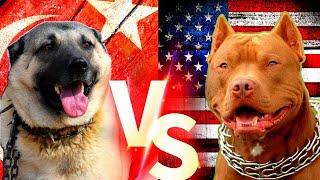 Pitbull VS Kangal - Turkish Kangal VS American Pitbull Terrier Comparison - ENIK