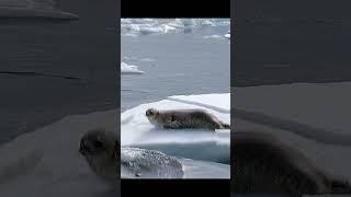 The seal's helpless gaze is utterly heartbreaking. #wildlife #animals #shorts #seal #hunting #fish